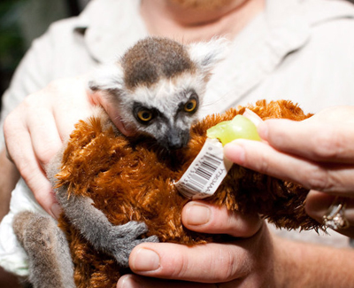 A babyb Lemur